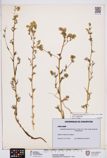 Cryptantha glomerata subsp. glomerata [Espécimen: ]
