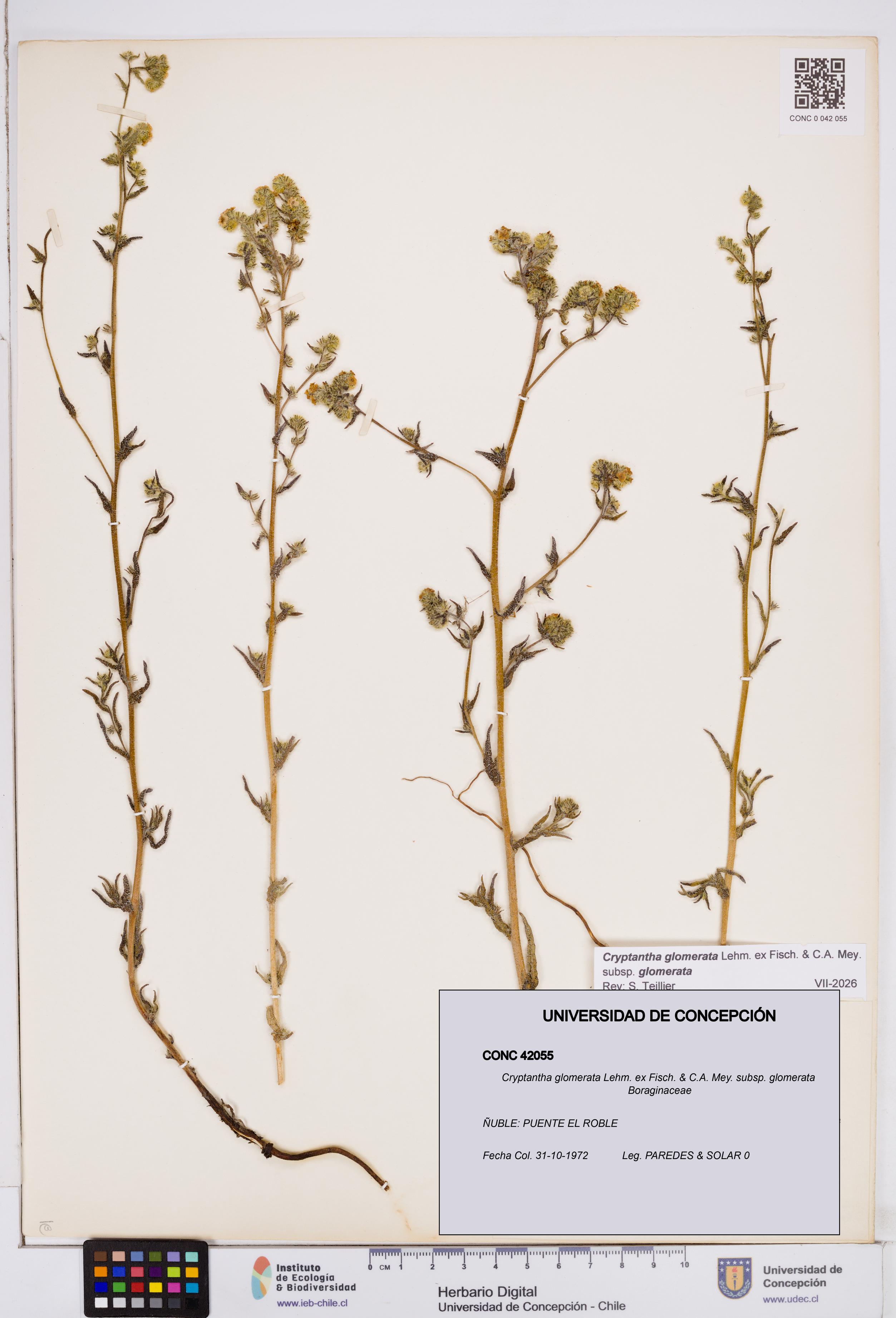 Cryptantha glomerata subsp. glomerata [Espécimen: ]