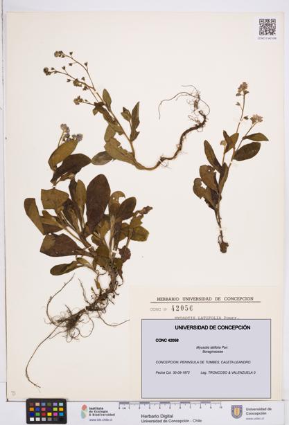 Myosotis latifolia [Espécimen: ]