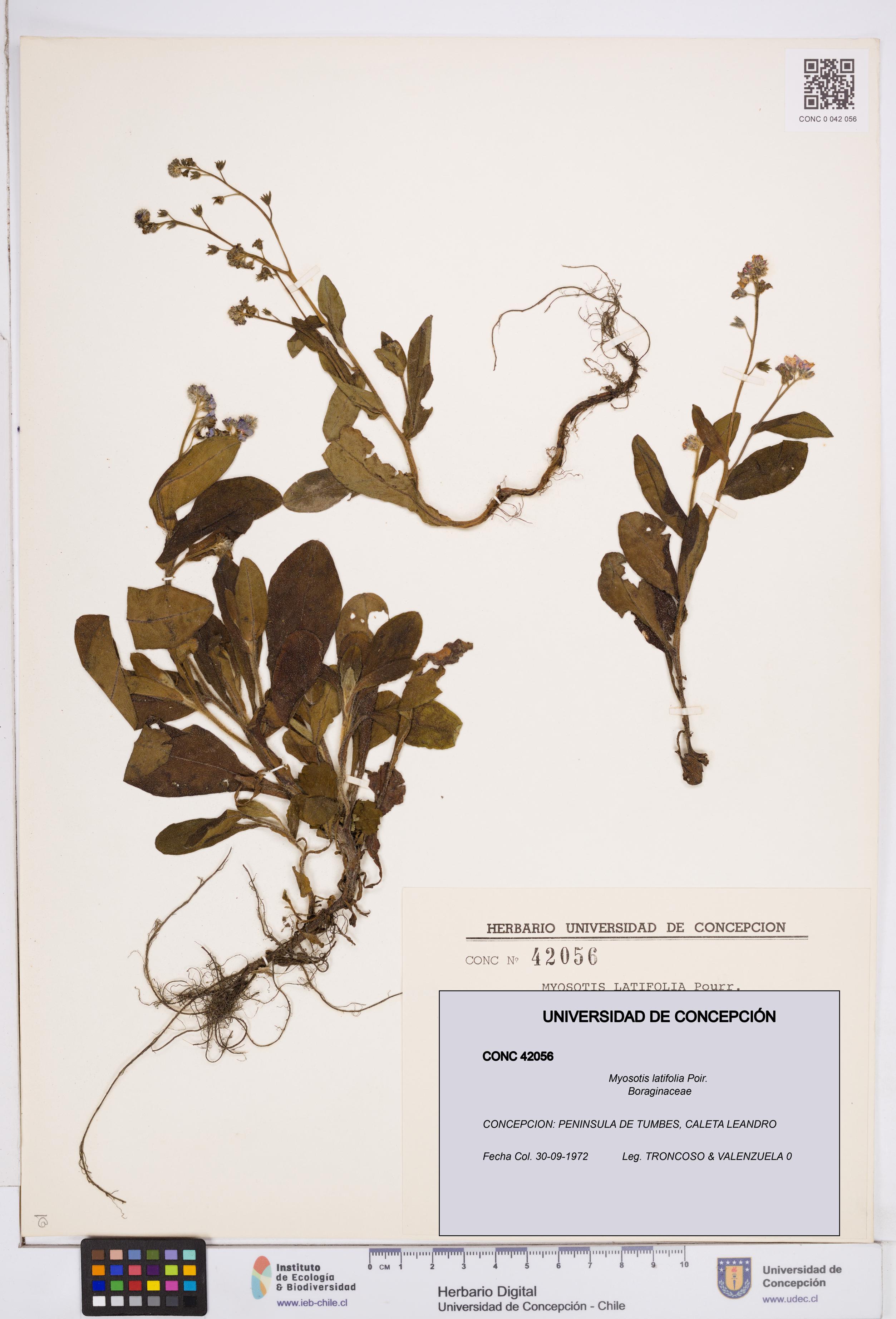 Myosotis latifolia [Espécimen: ]