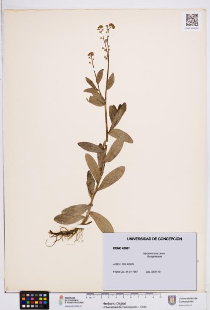 Myosotis laxa [Espécimen: ]