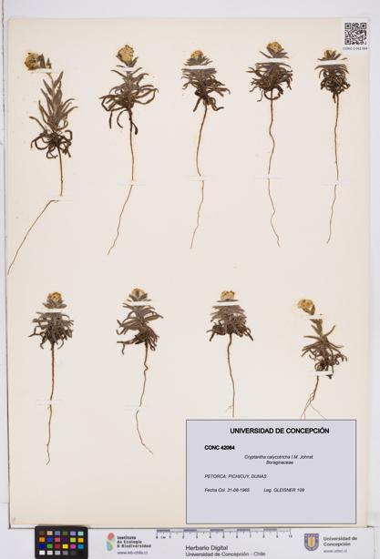 Cryptantha calycotricha [Espécimen: ]