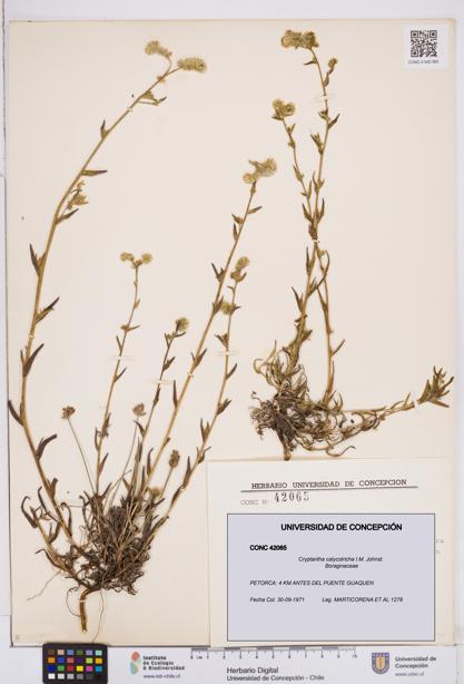 Cryptantha calycotricha [Espécimen: ]