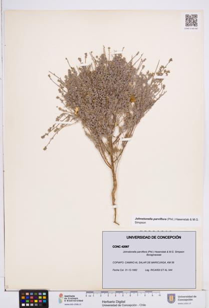 Johnstonella parviflora [Espécimen: ]