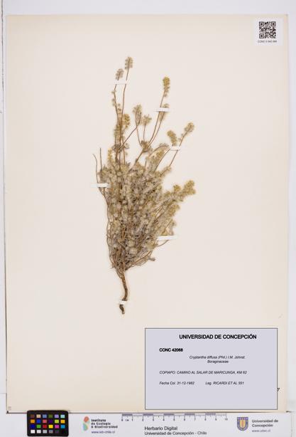 Cryptantha diffusa [Espécimen: ]