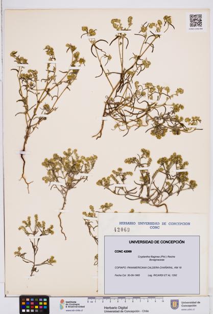 Cryptantha filaginea [Espécimen: ]