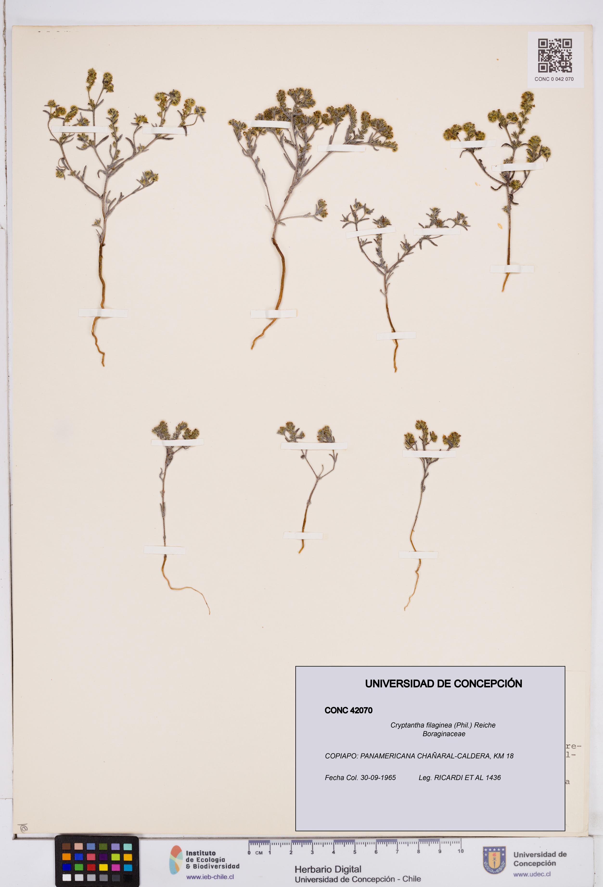 Cryptantha filaginea [Espécimen: ]