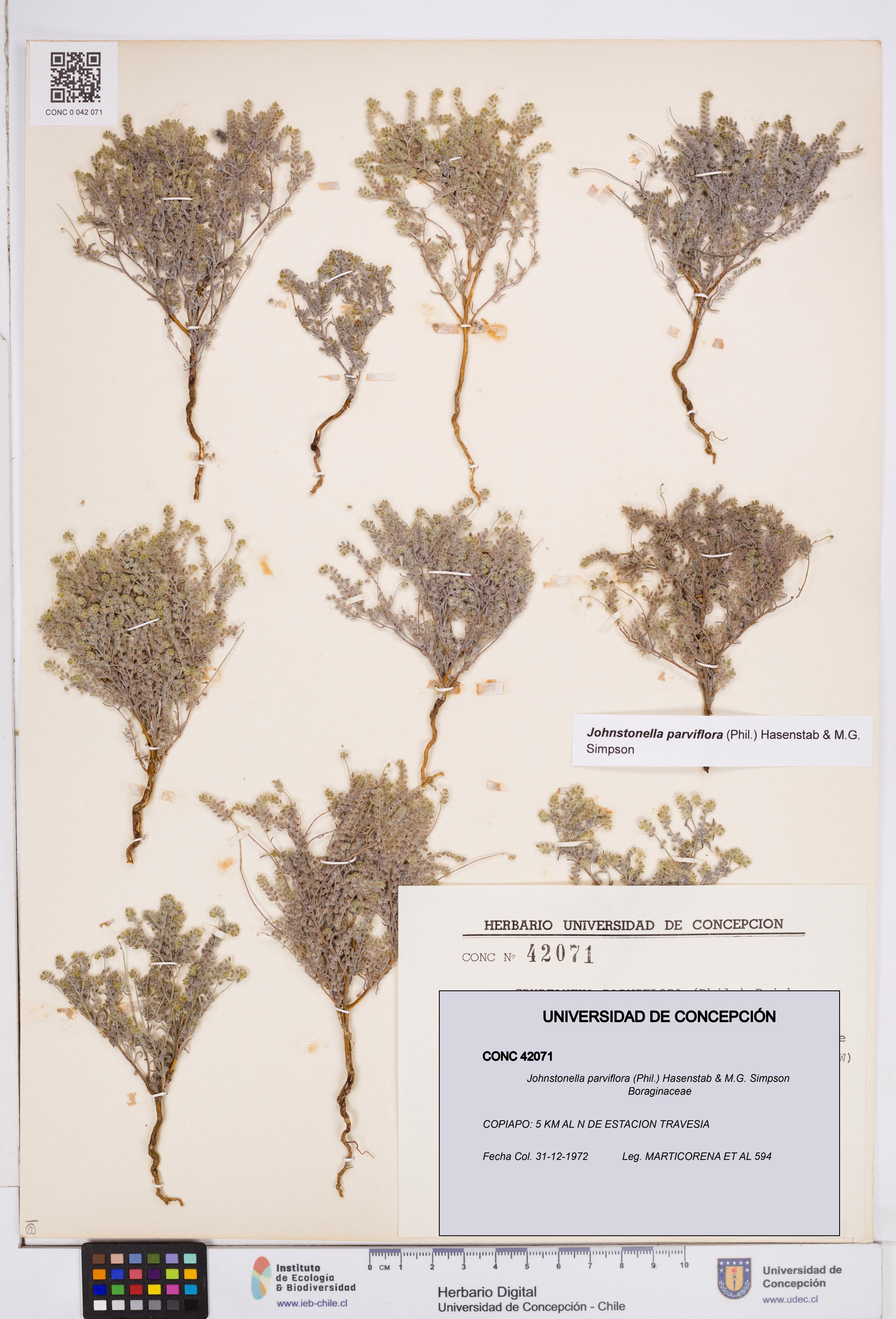Johnstonella parviflora [Espécimen: ]