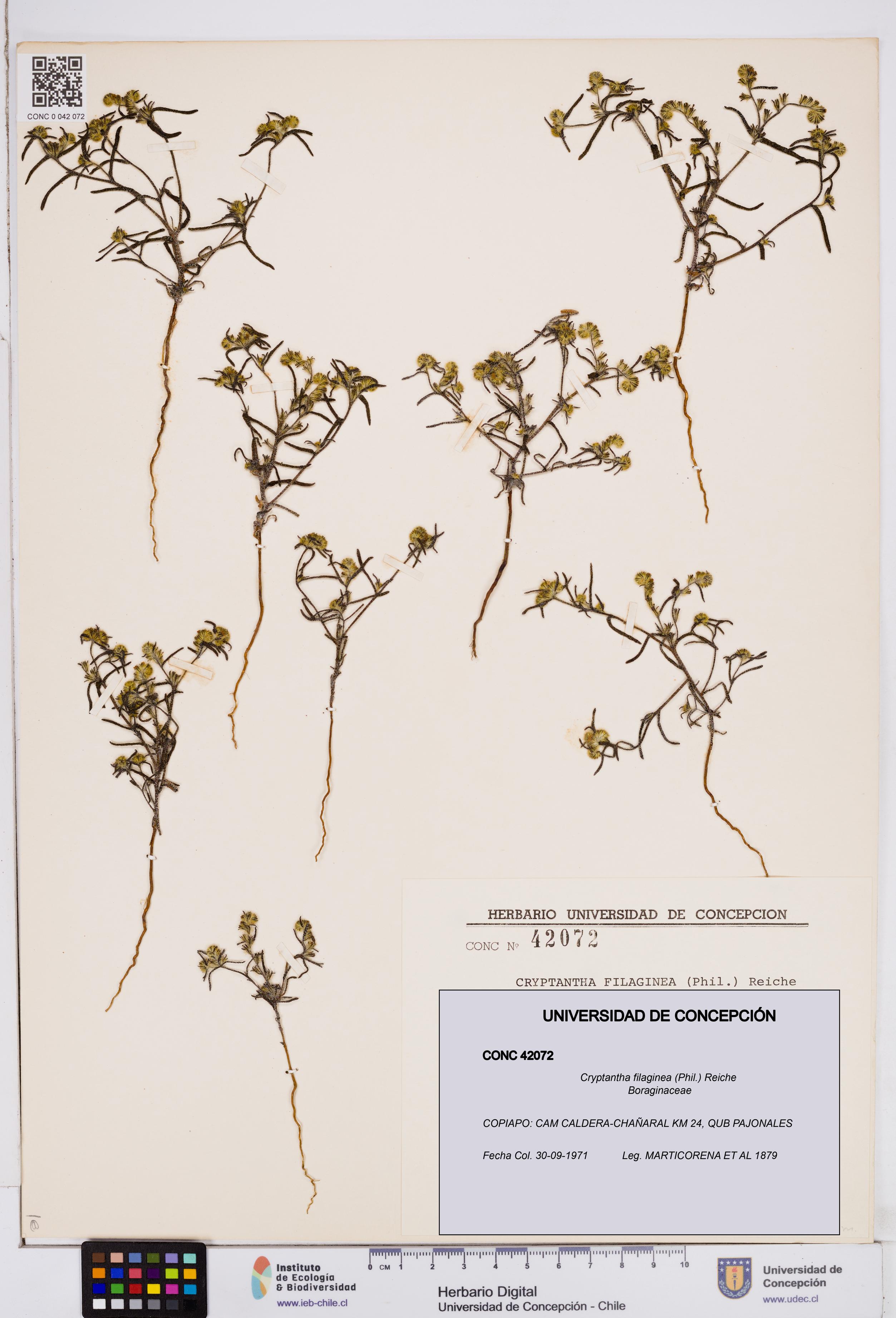 Cryptantha filaginea [Espécimen: ]