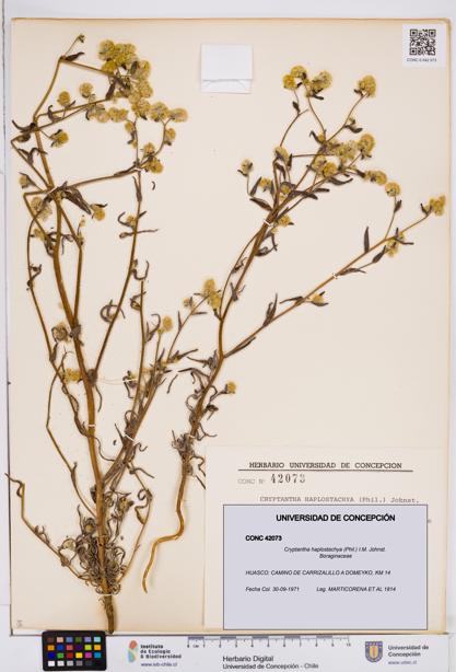 Cryptantha haplostachya [Espécimen: ]