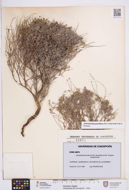 Johnstonella parviflora [Espécimen: ]