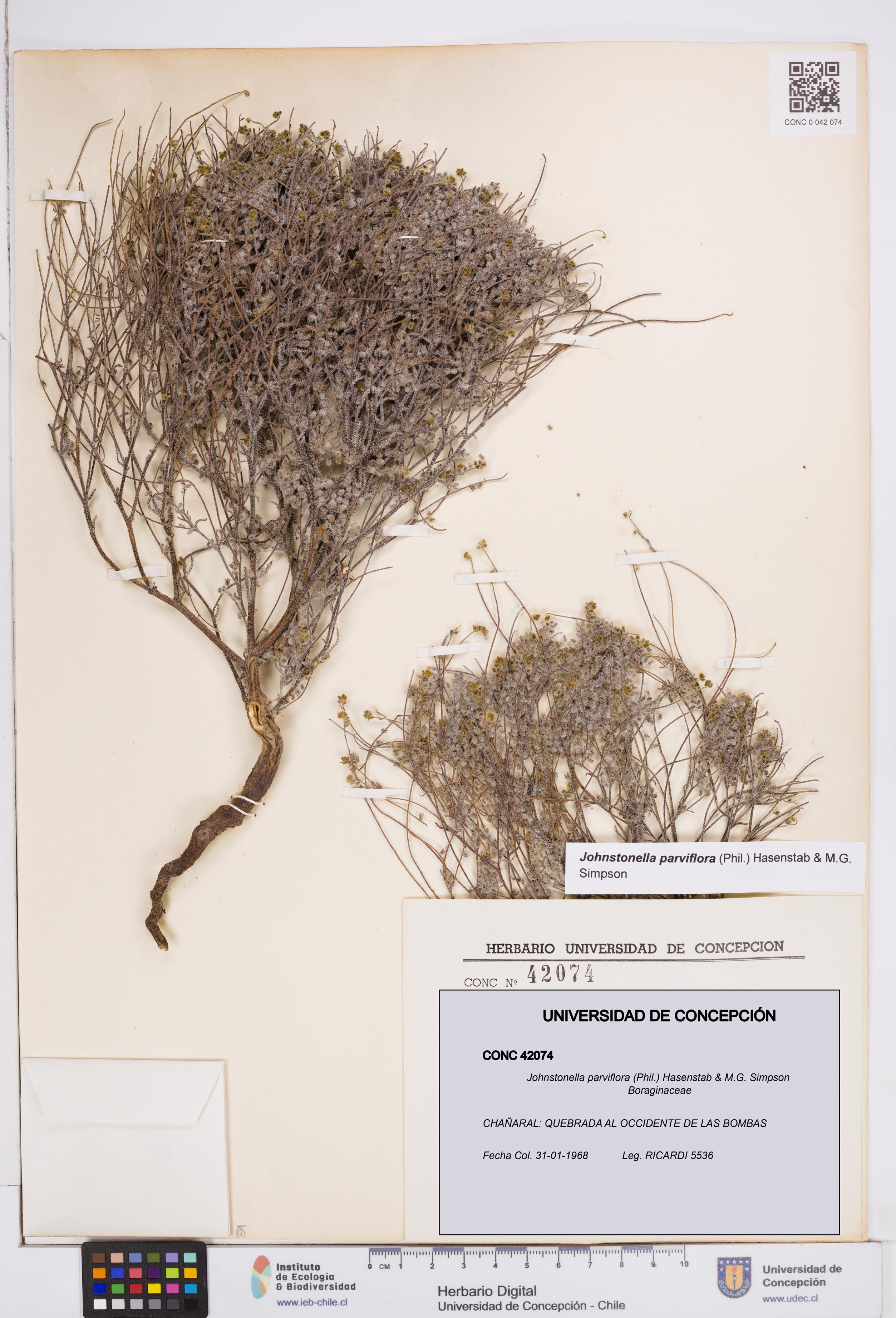 Johnstonella parviflora [Espécimen: ]