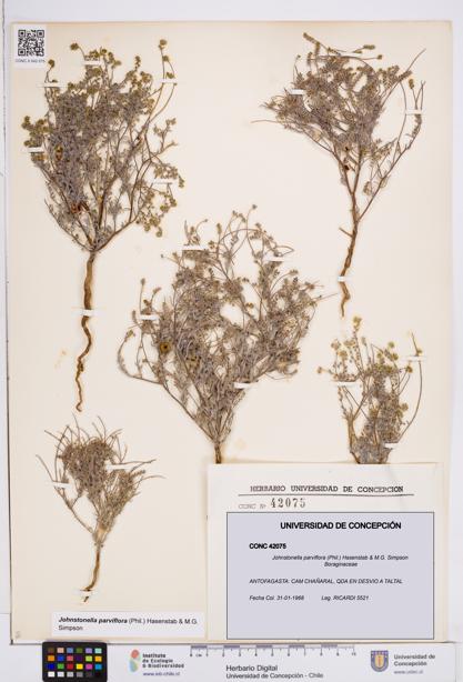 Johnstonella parviflora [Espécimen: ]