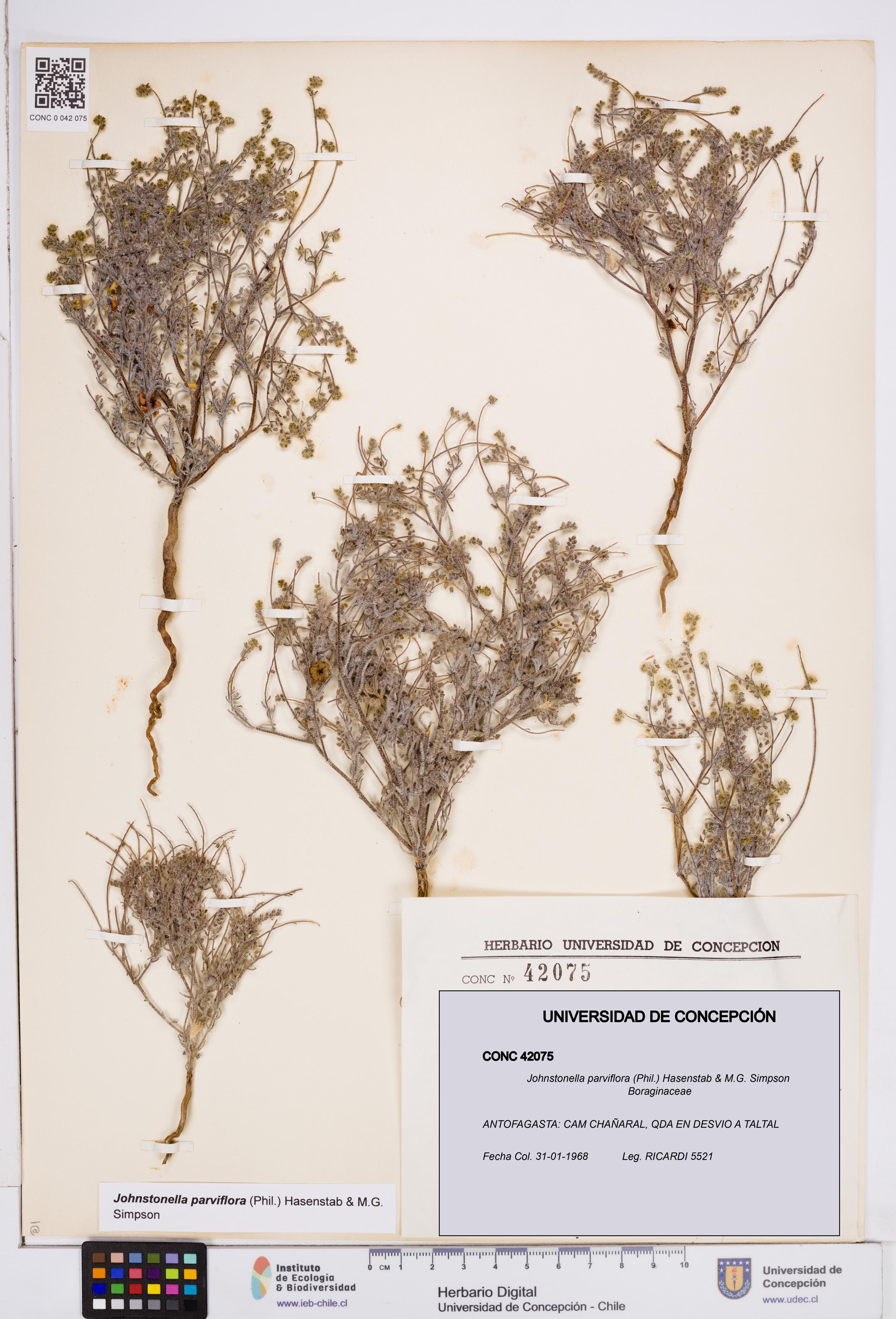 Johnstonella parviflora [Espécimen: ]