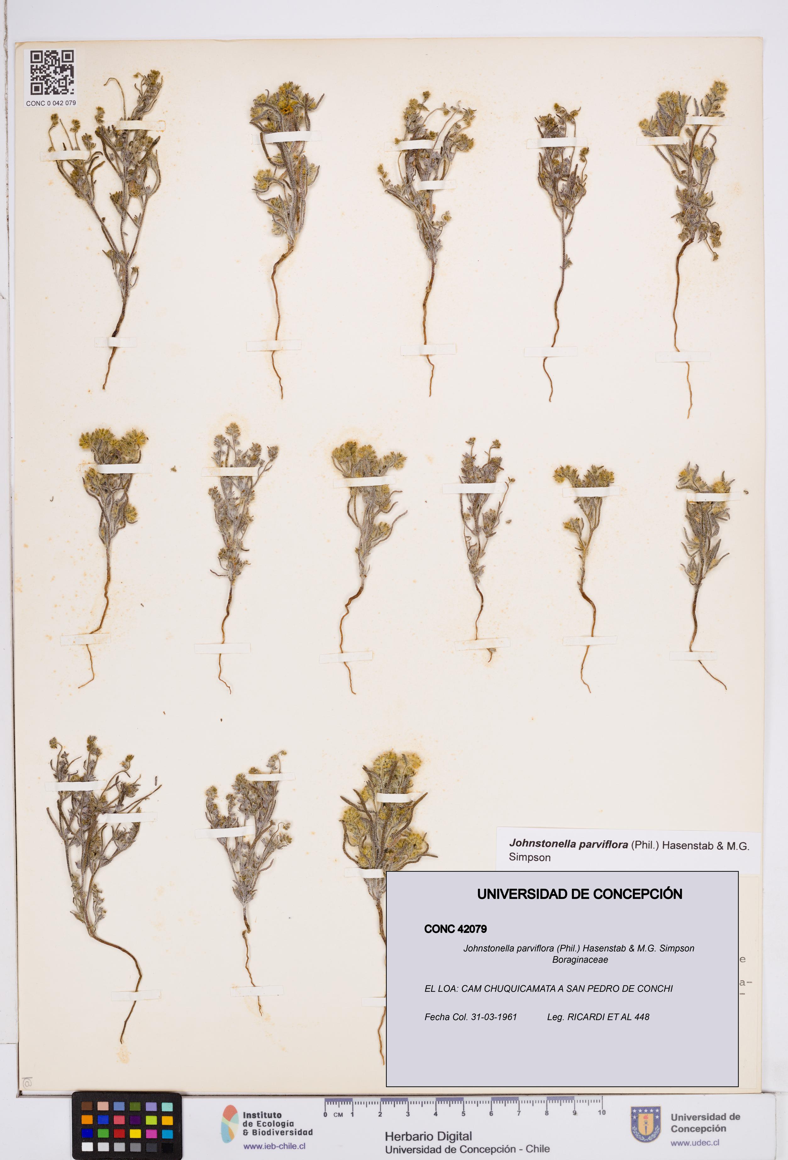 Johnstonella parviflora [Espécimen: ]
