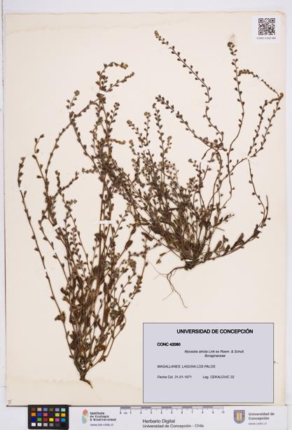 Myosotis stricta [Espécimen: ]