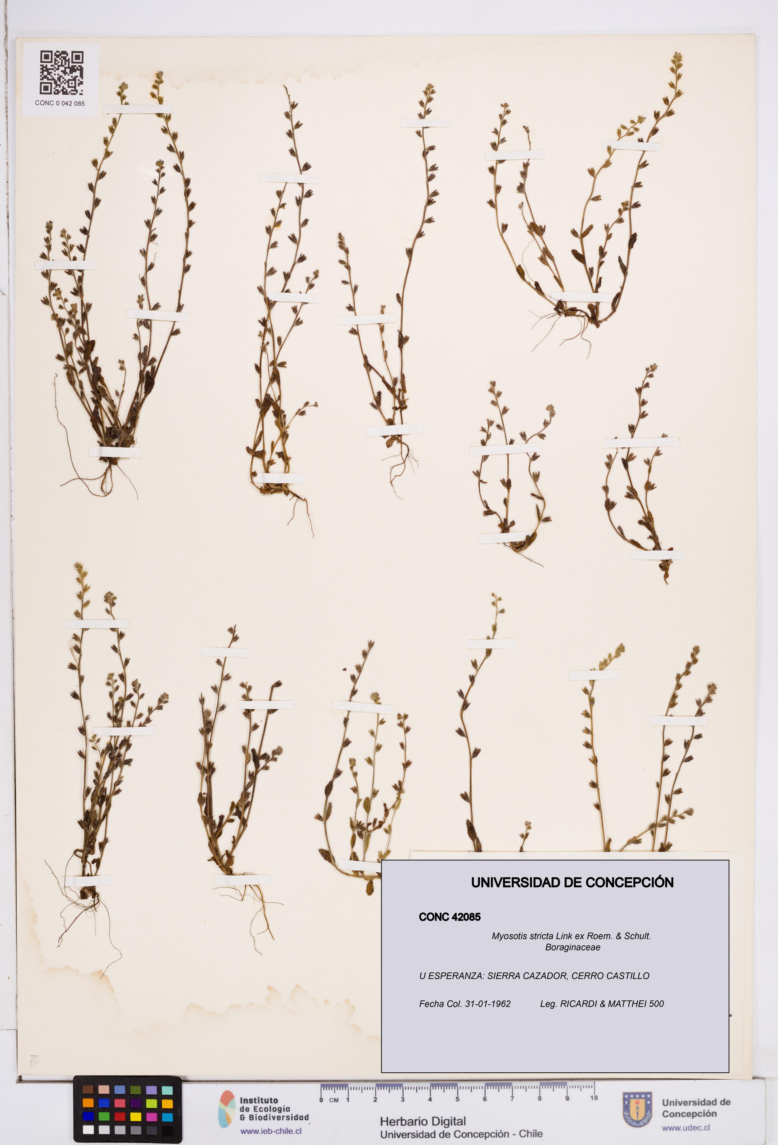 Myosotis stricta [Espécimen: ]