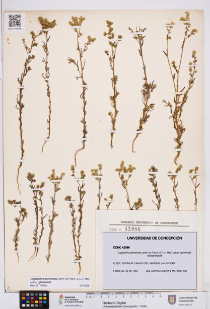 Cryptantha glomerata subsp. glomerata [Espécimen: ]