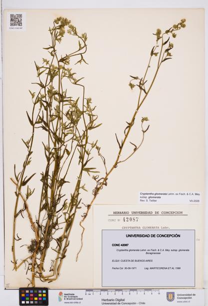 Cryptantha glomerata subsp. glomerata [Espécimen: ]