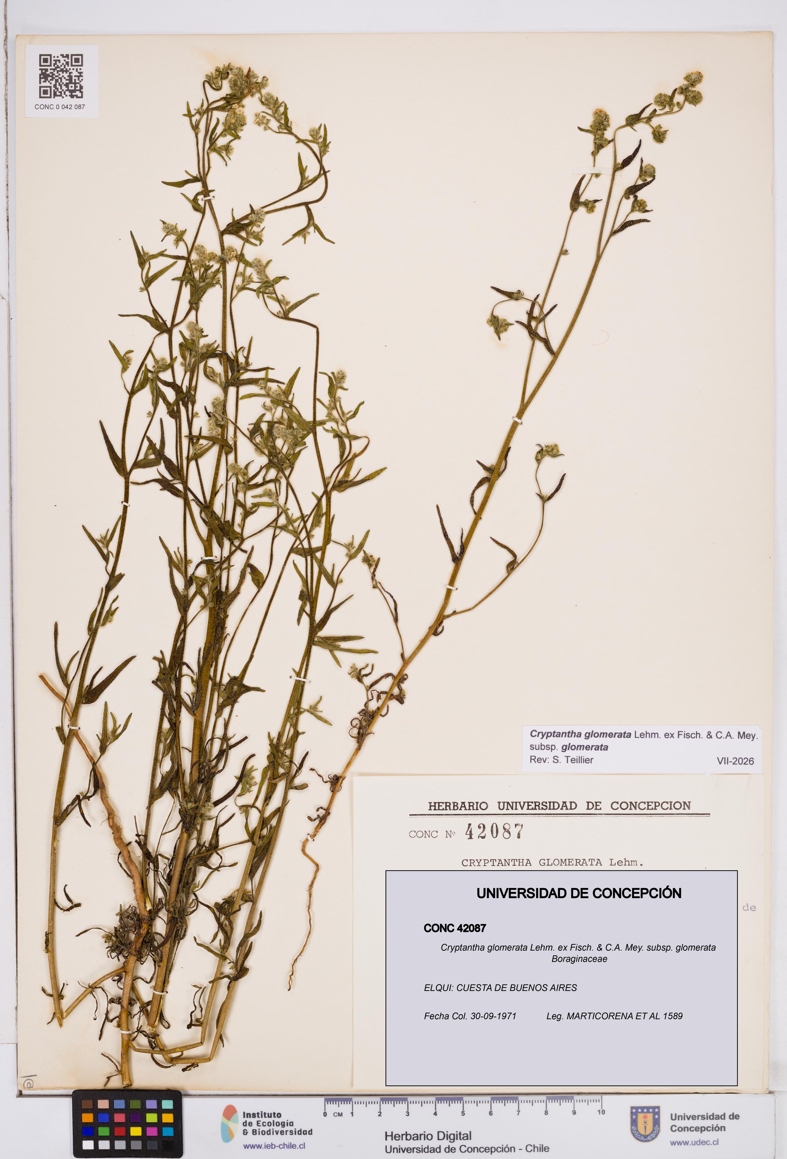 Cryptantha glomerata subsp. glomerata [Espécimen: ]