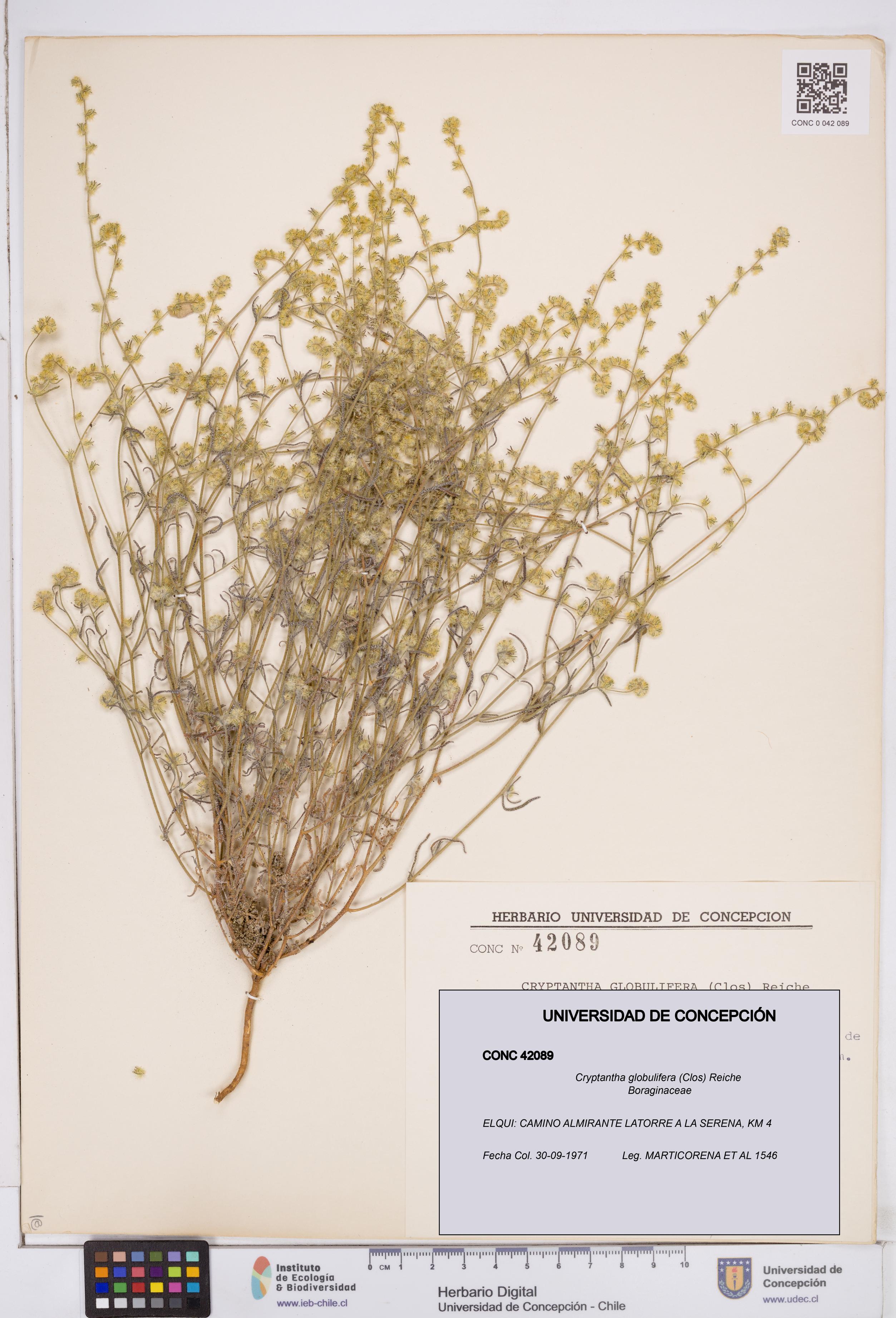 Cryptantha globulifera [Espécimen: ]
