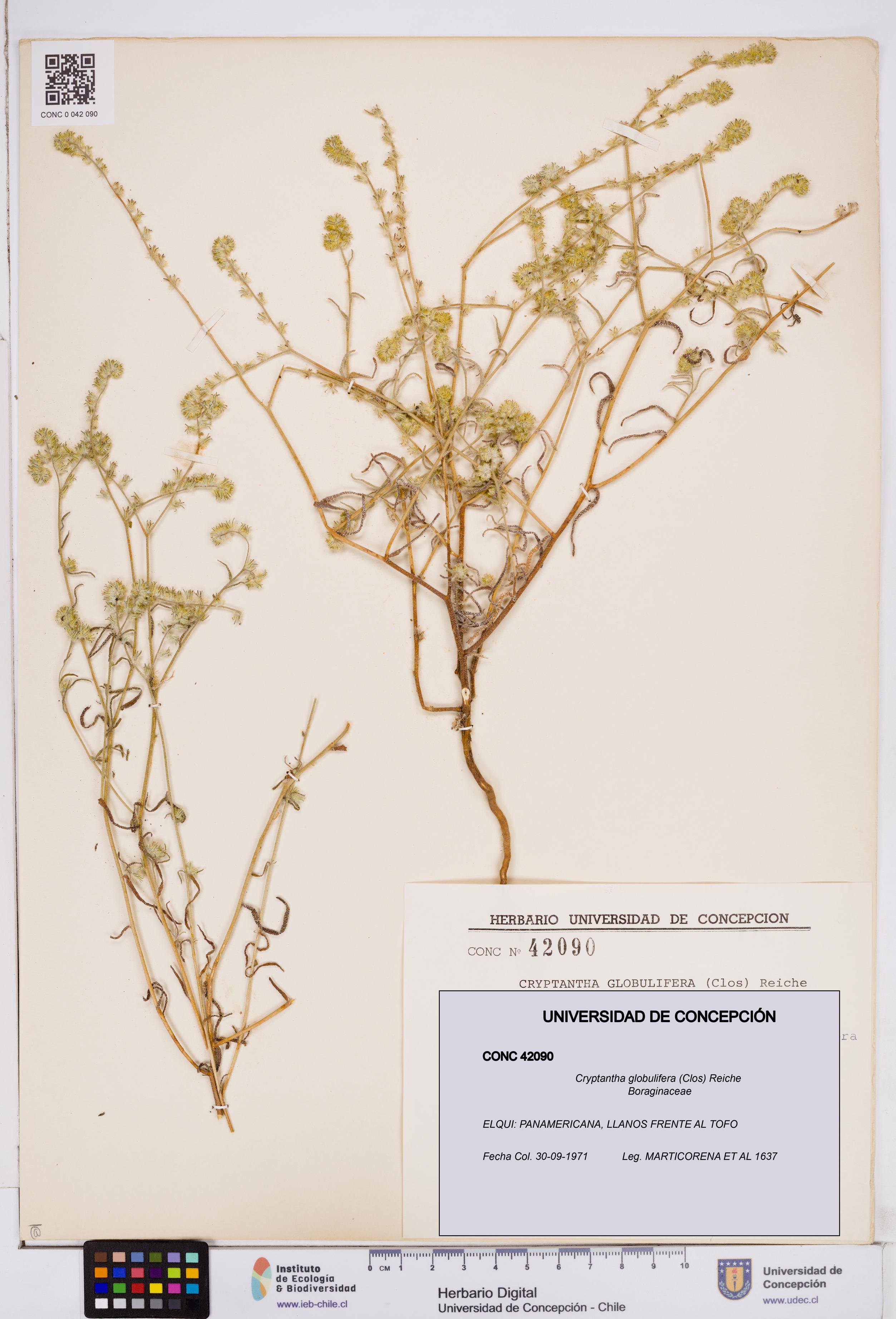 Cryptantha globulifera [Espécimen: ]