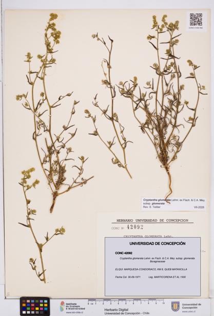 Cryptantha glomerata subsp. glomerata [Espécimen: ]