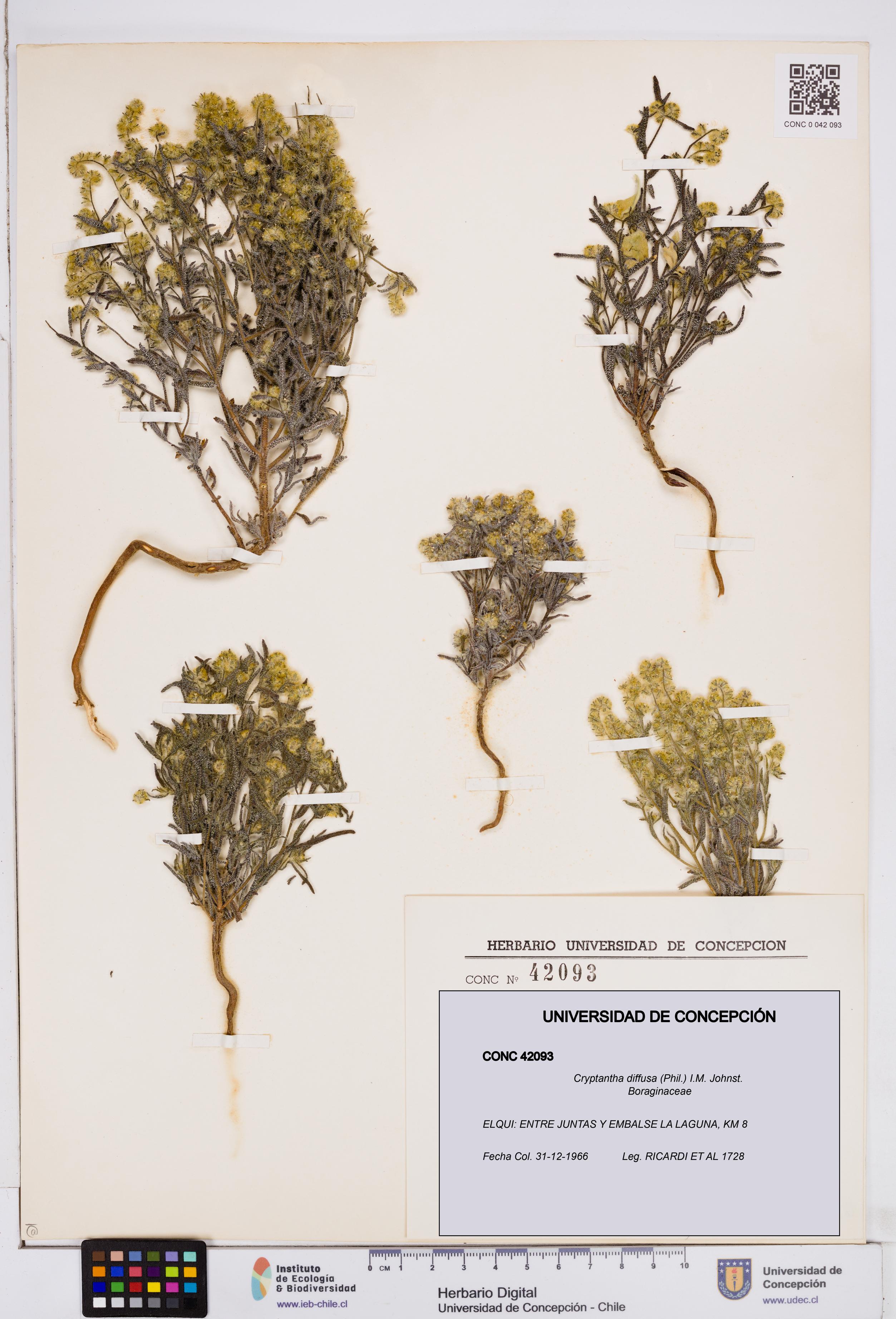 Cryptantha diffusa [Espécimen: ]