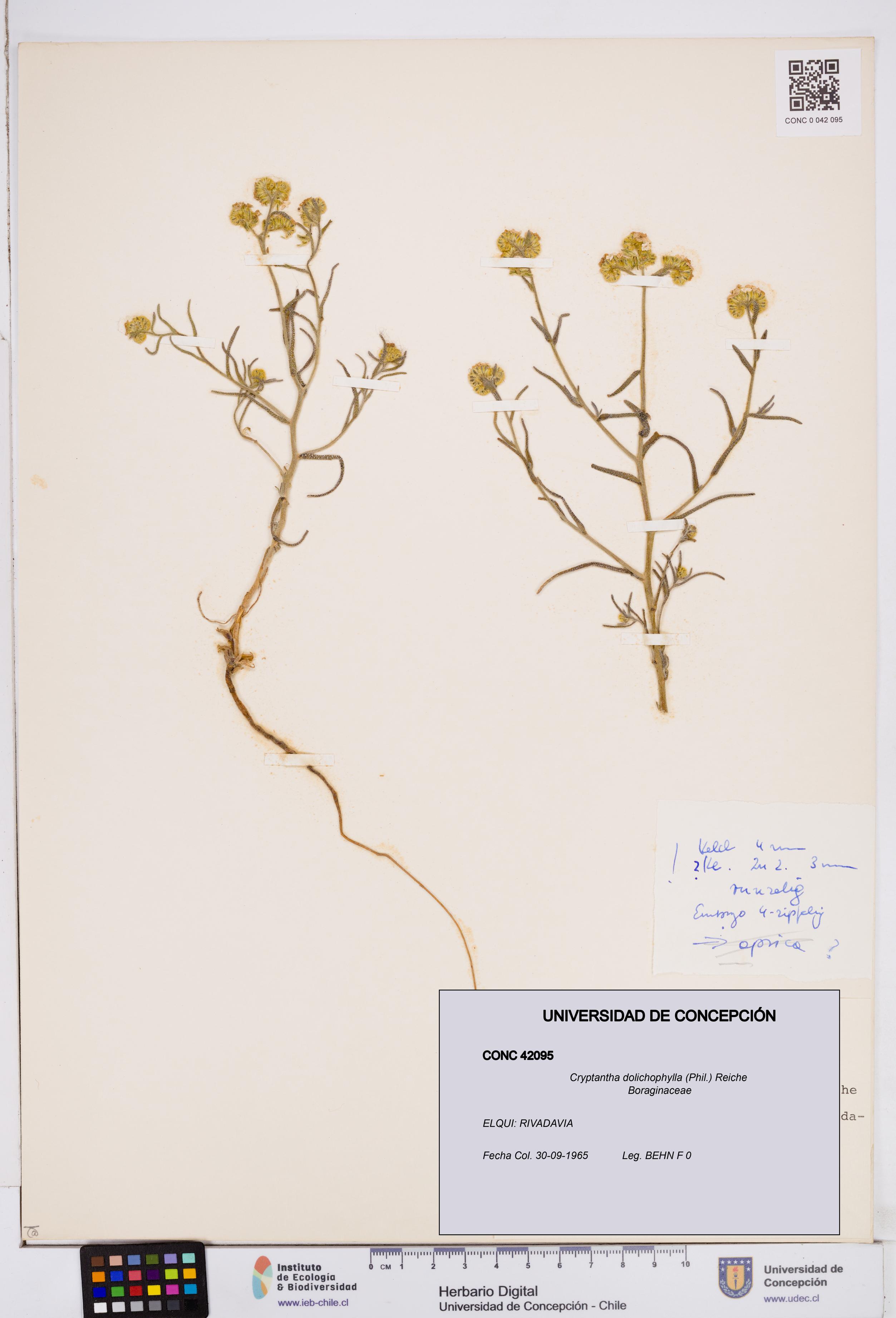 Cryptantha dolichophylla [Espécimen: ]