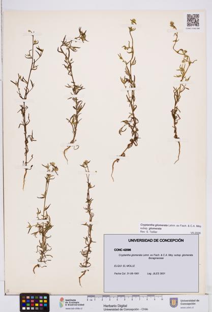 Cryptantha glomerata subsp. glomerata [Espécimen: ]