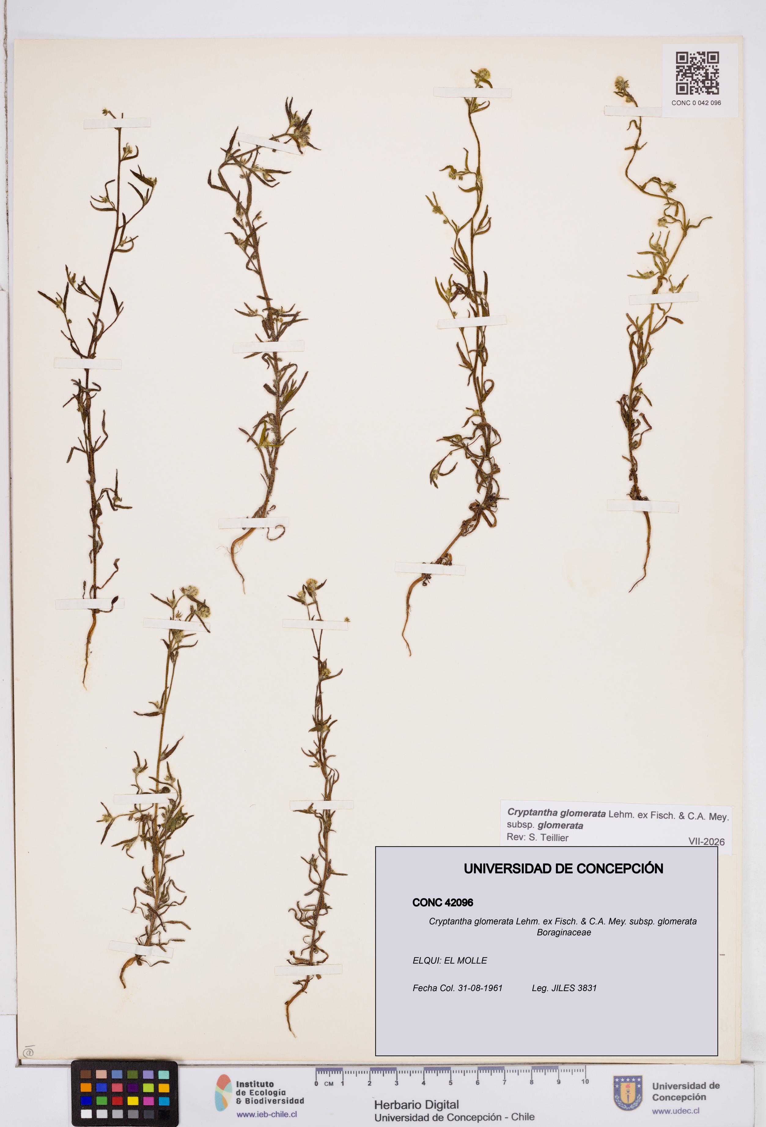Cryptantha glomerata subsp. glomerata [Espécimen: ]
