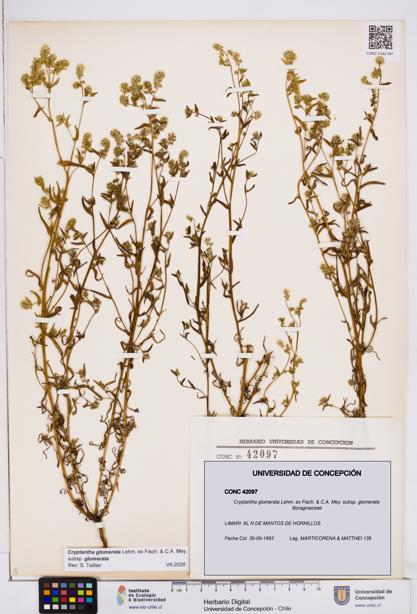 Cryptantha glomerata subsp. glomerata [Espécimen: ]