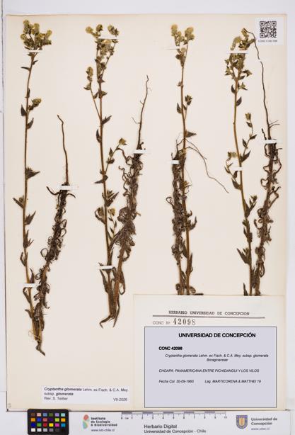 Cryptantha glomerata subsp. glomerata [Espécimen: ]