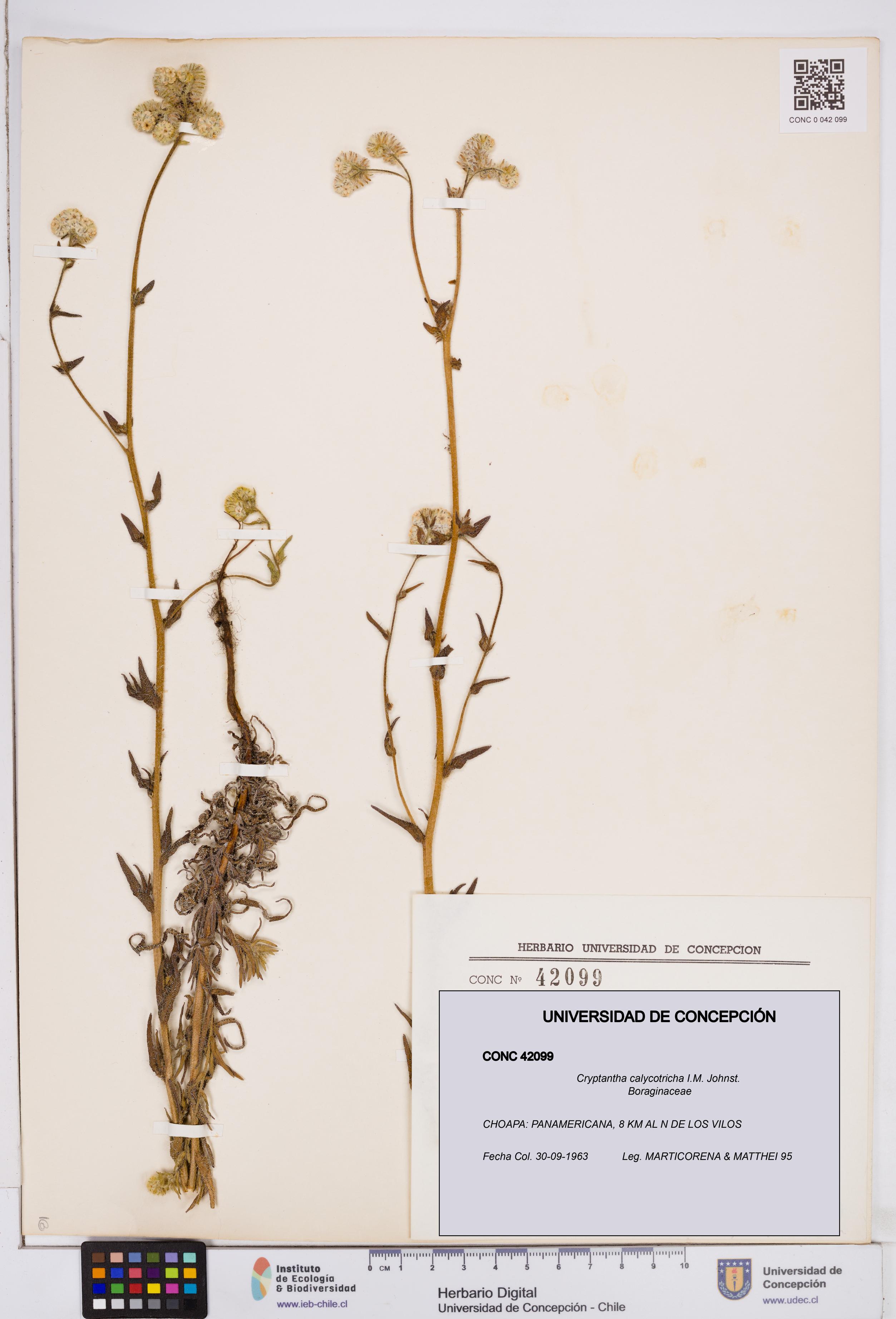 Cryptantha calycotricha [Espécimen: ]