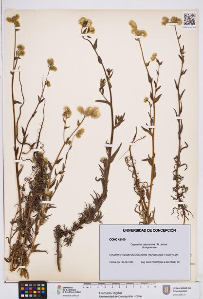 Cryptantha calycotricha [Espécimen: ]