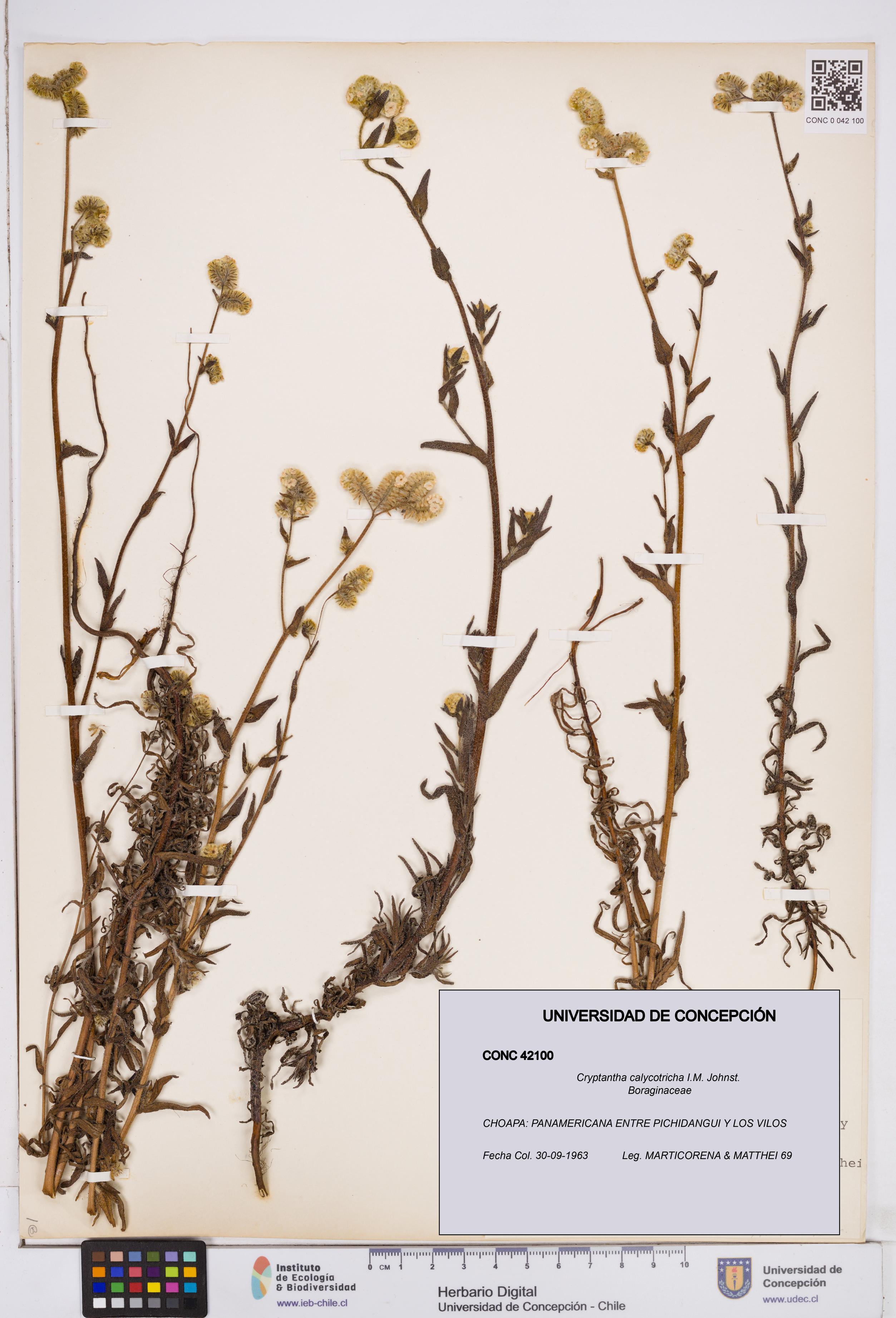 Cryptantha calycotricha [Espécimen: ]