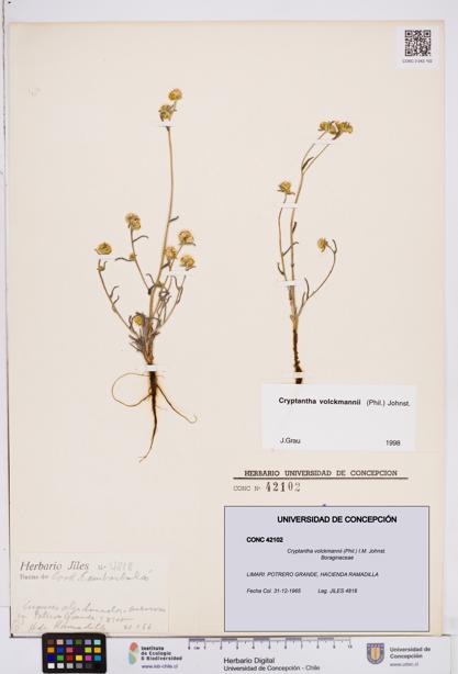 Cryptantha volckmannii [Espécimen: ]