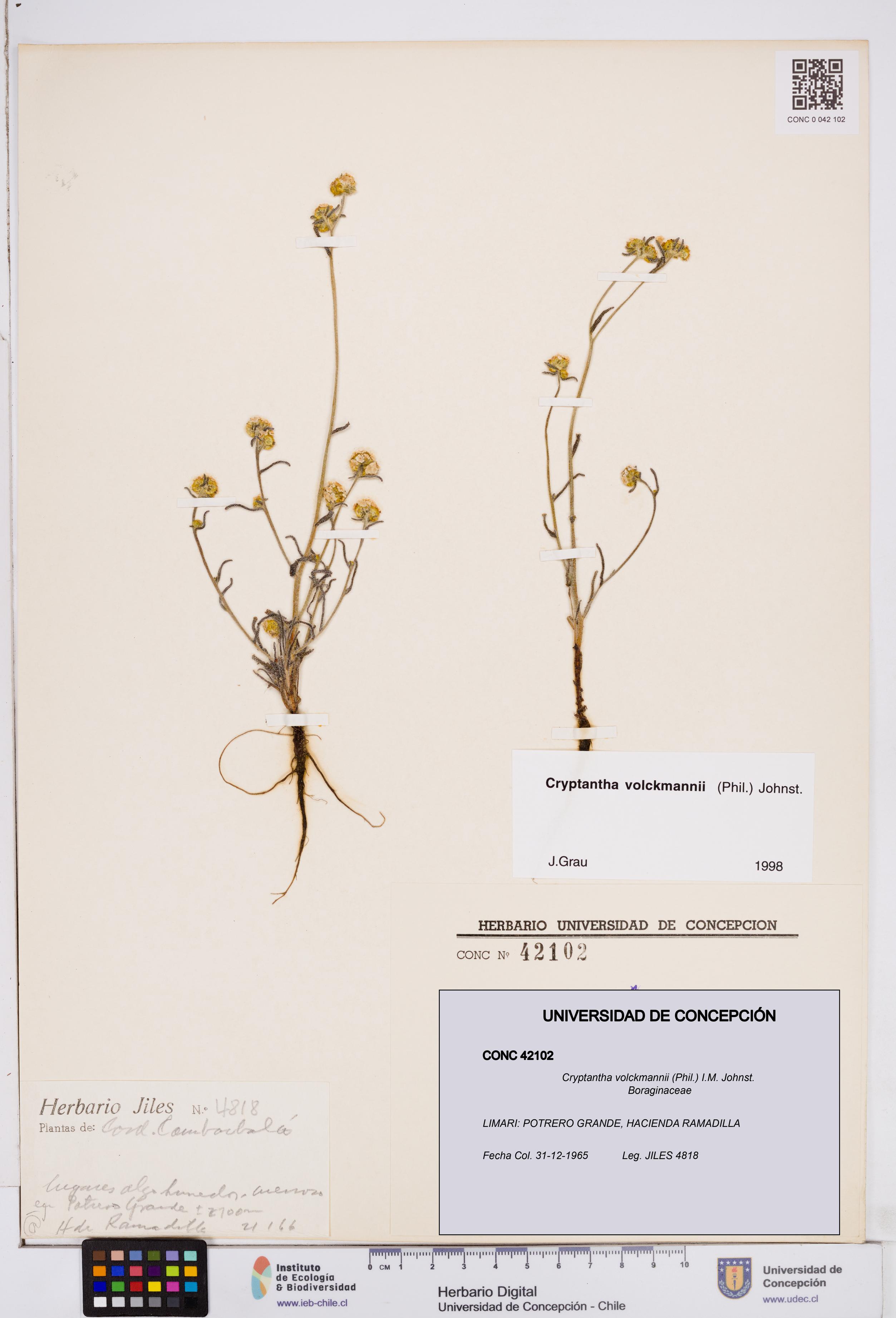 Cryptantha volckmannii [Espécimen: ]