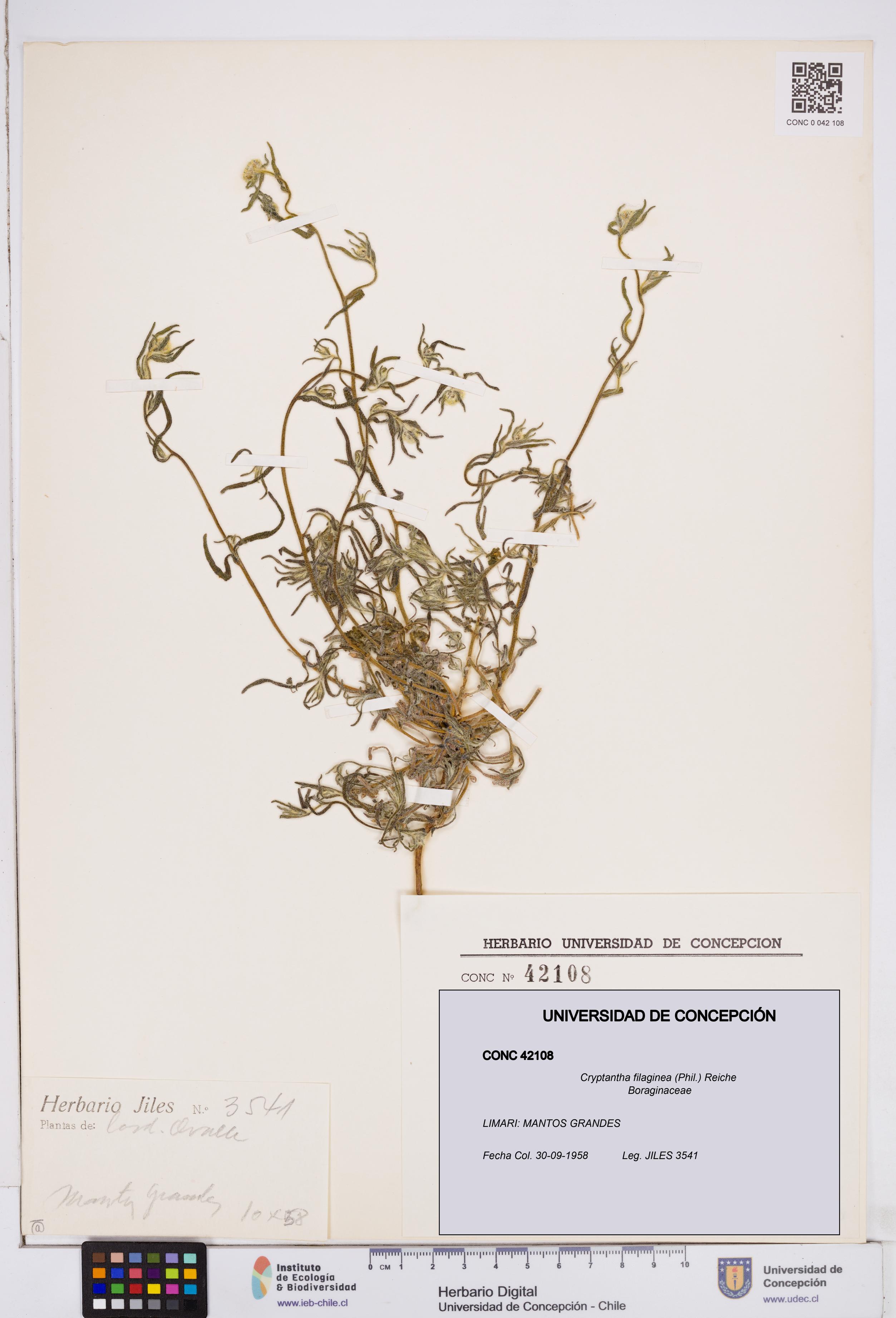 Cryptantha filaginea [Espécimen: ]