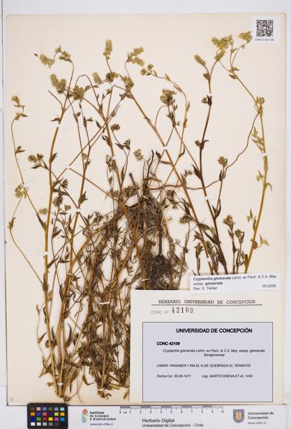 Cryptantha glomerata subsp. glomerata [Espécimen: ]