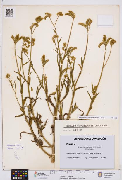 Cryptantha macrocalyx [Espécimen: ]