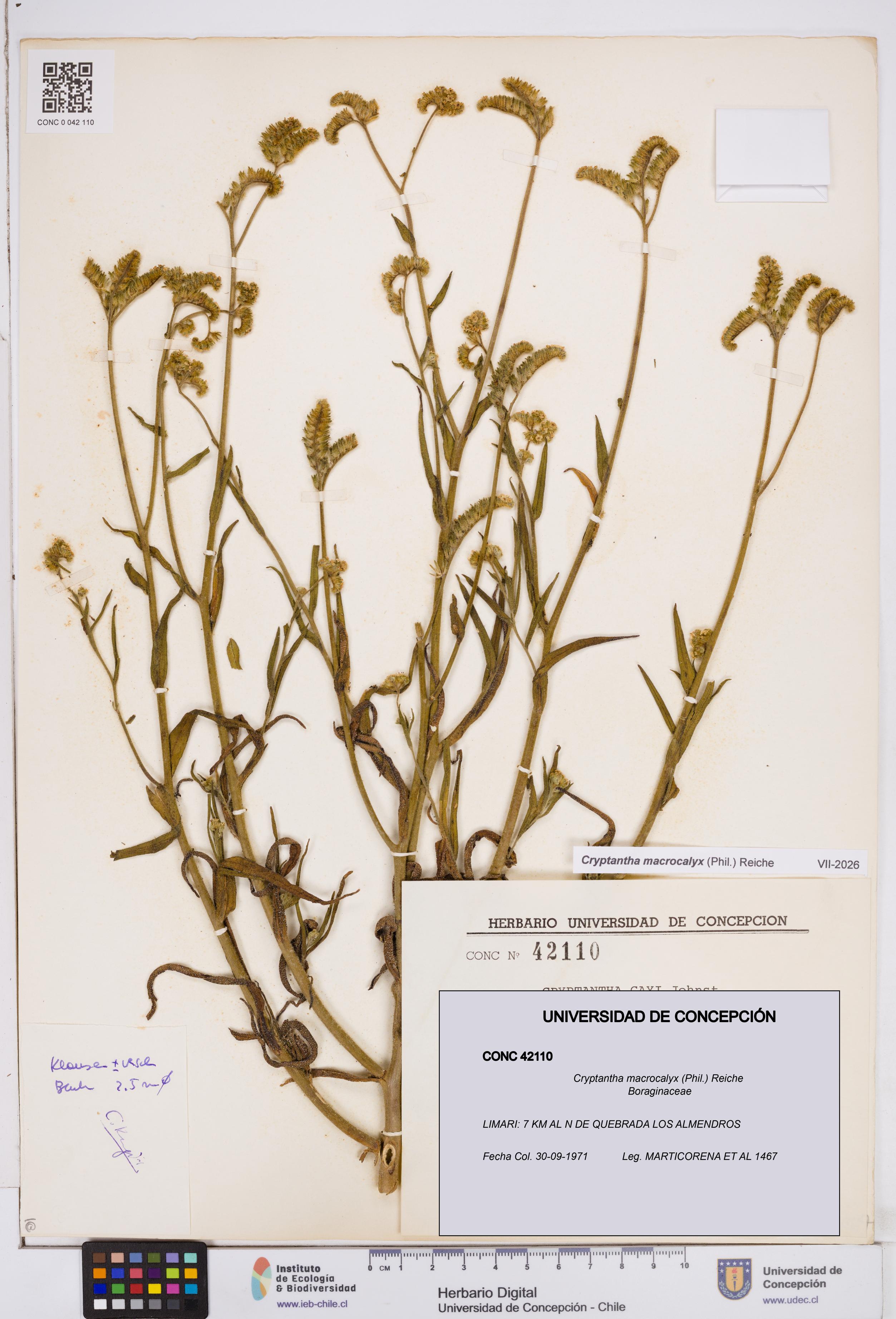 Cryptantha macrocalyx [Espécimen: ]