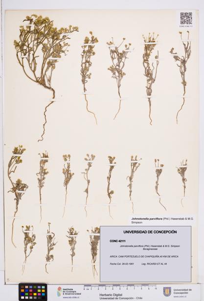 Johnstonella parviflora [Espécimen: ]