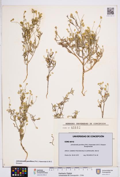 Johnstonella parviflora [Espécimen: ]