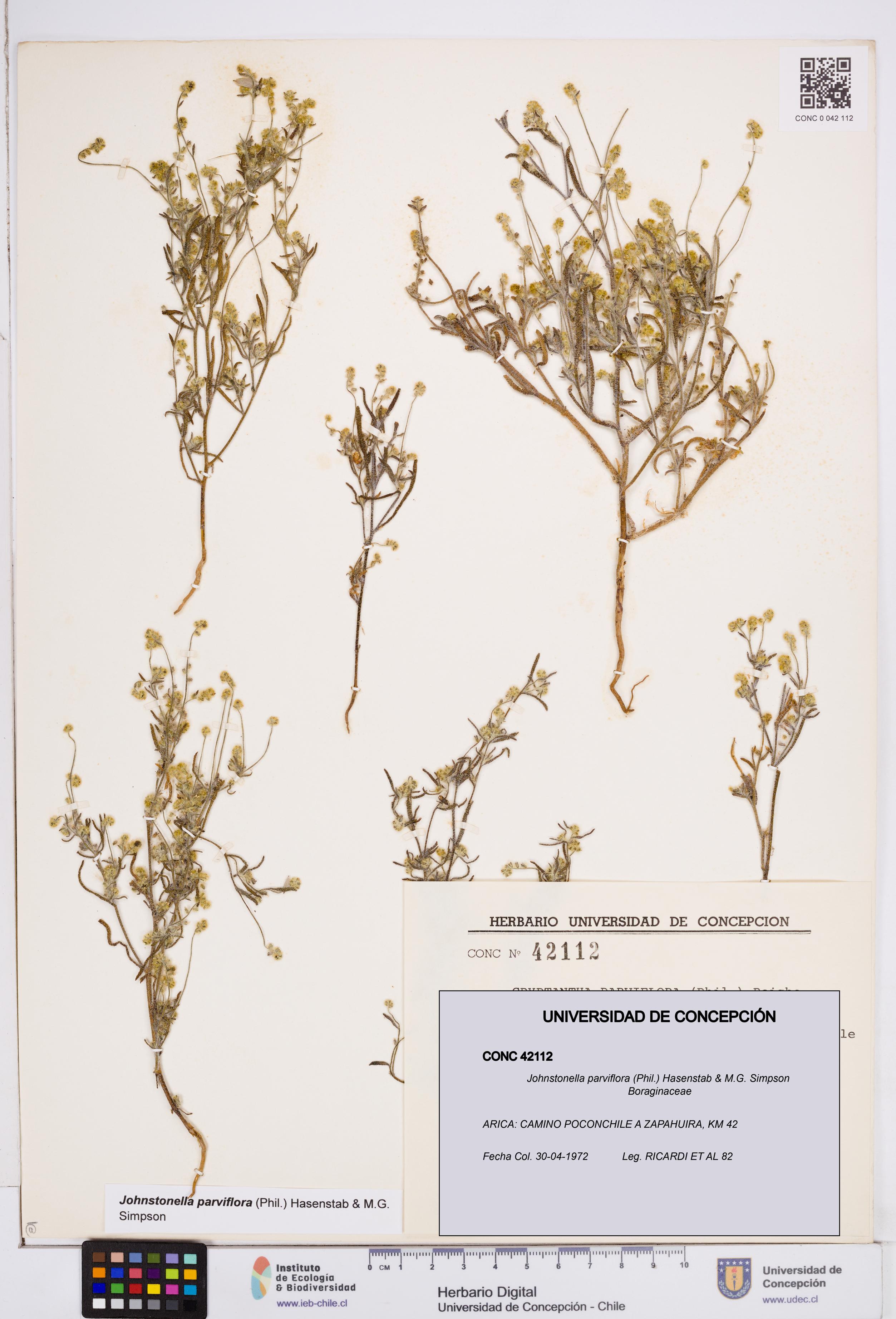 Johnstonella parviflora [Espécimen: ]