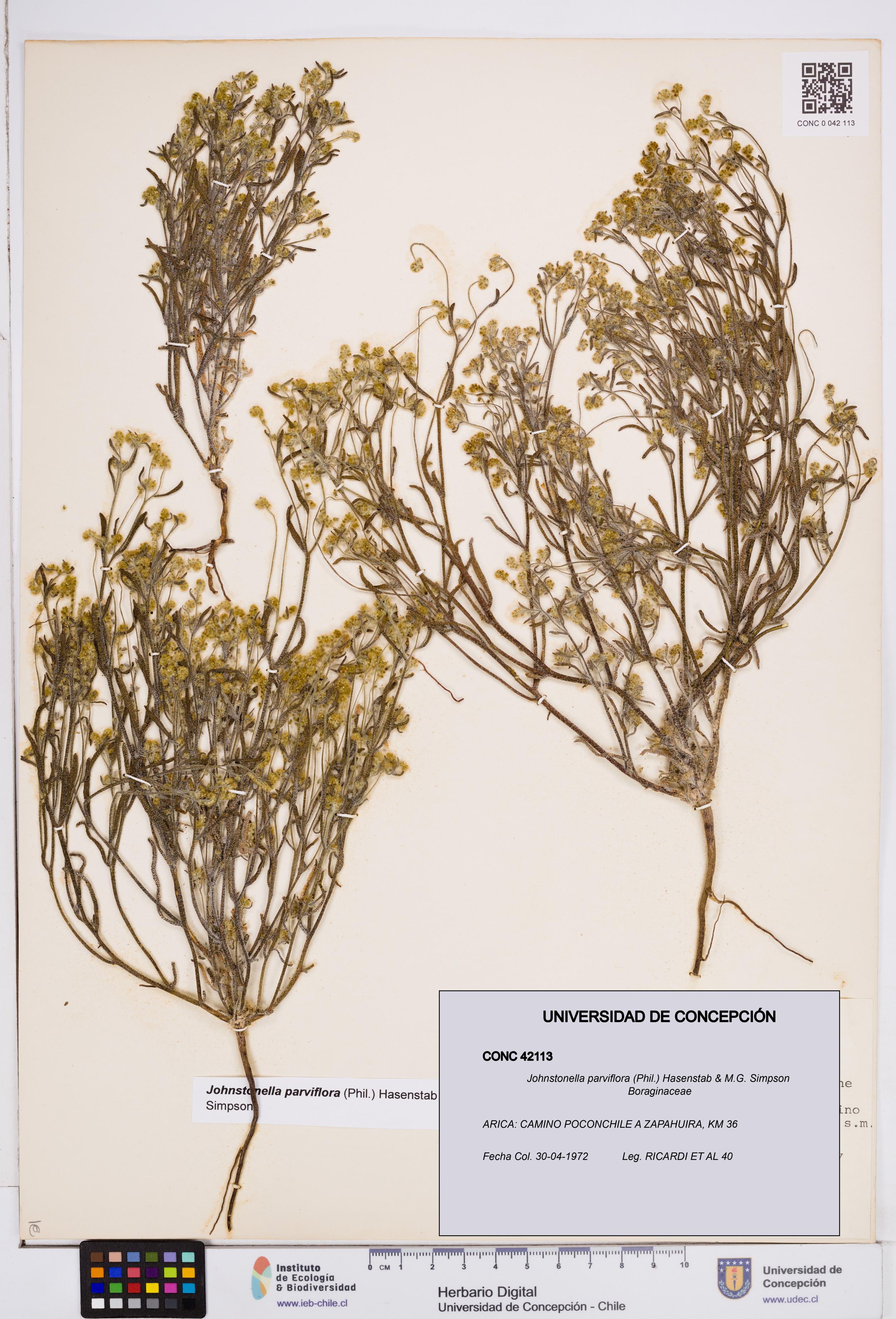 Johnstonella parviflora [Espécimen: ]