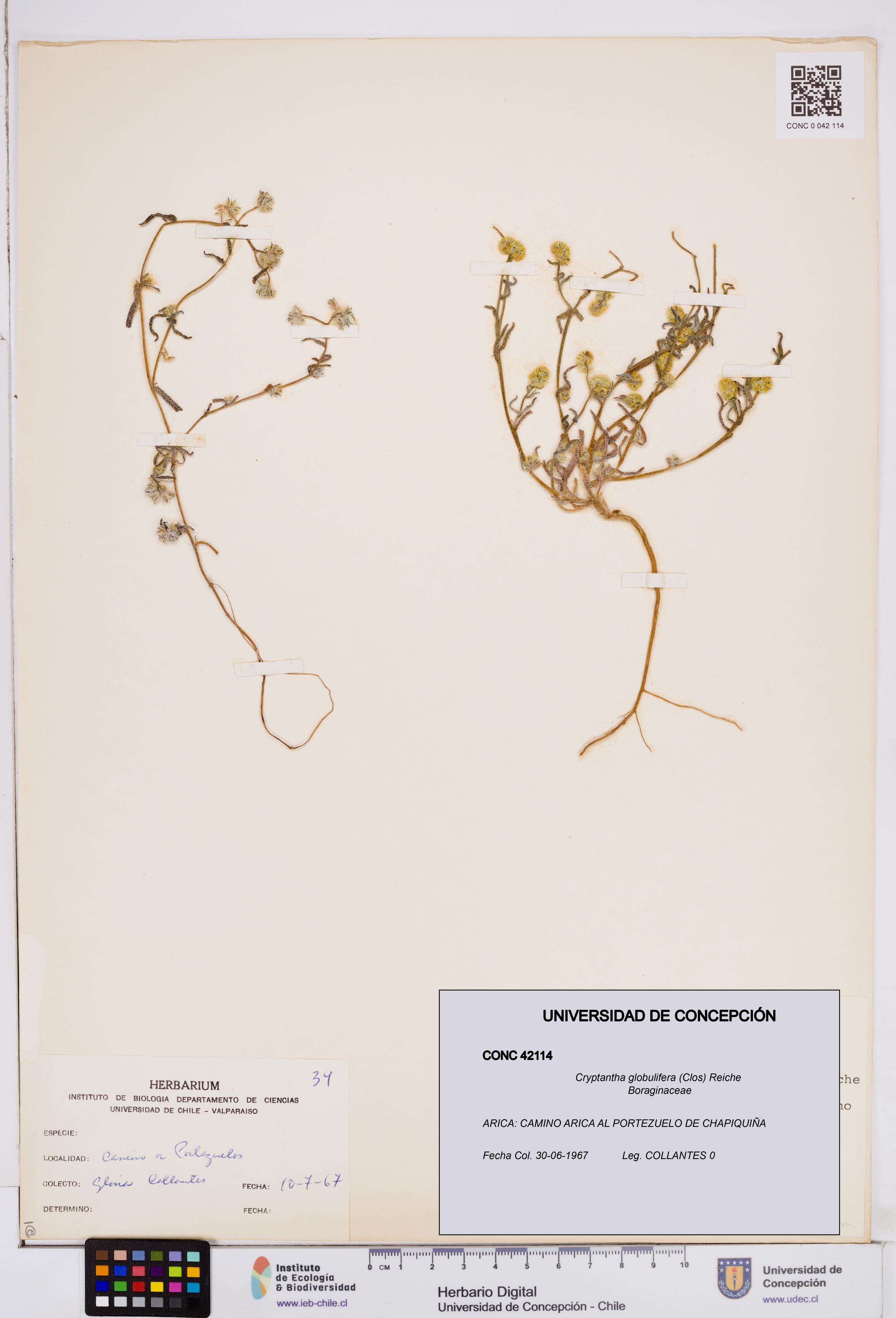 Cryptantha globulifera [Espécimen: ]
