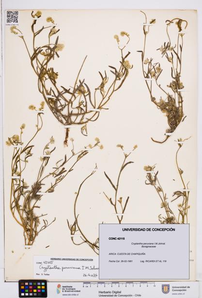 Cryptantha peruviana [Espécimen: ]