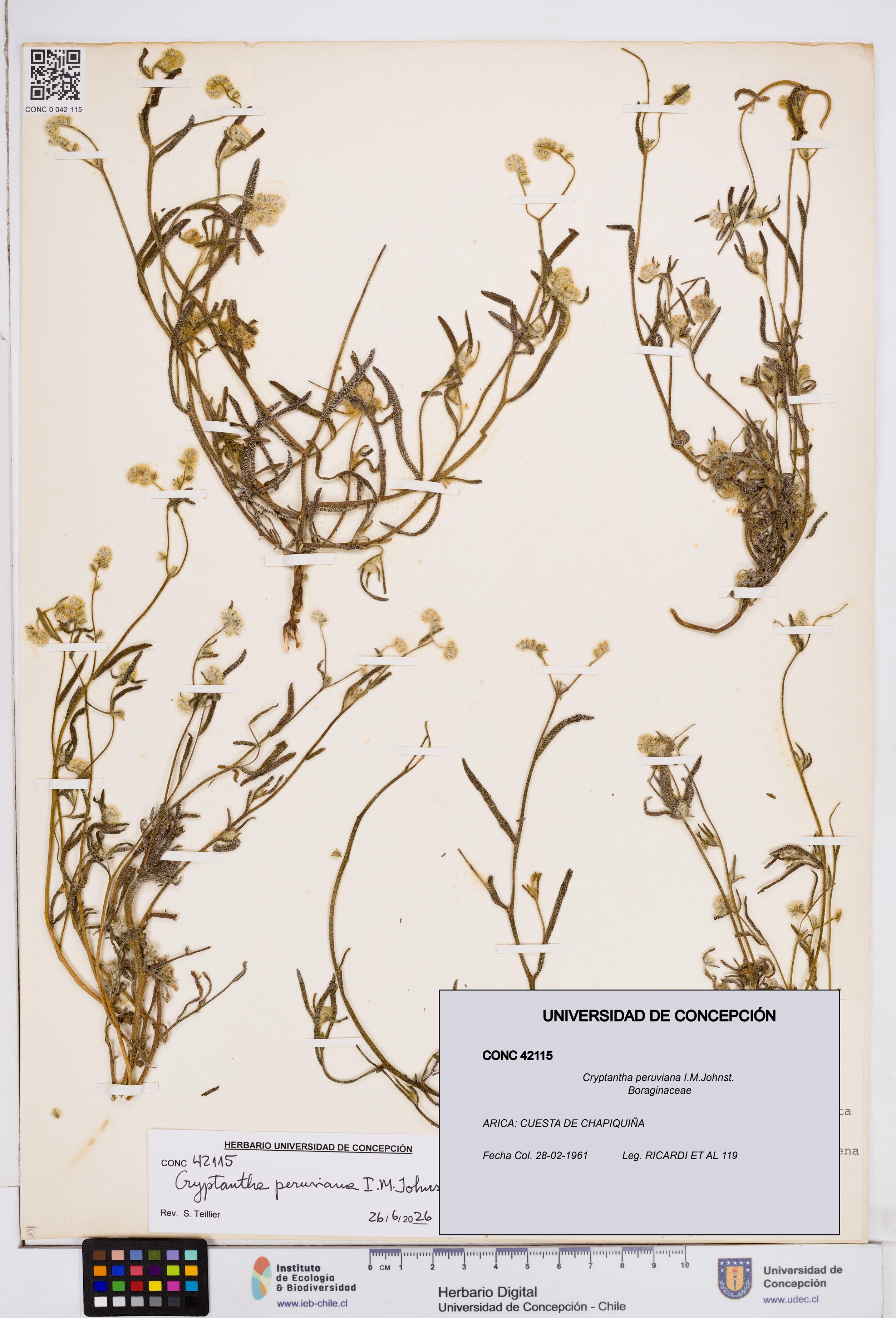 Cryptantha peruviana [Espécimen: ]