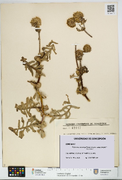 Polyachyrus poeppigii [Espécimen: UDEC:CONC:0042117]